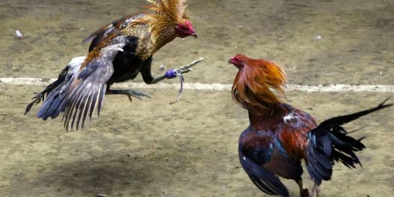 Những thông tin giới thiệu về bộ môn cá cược đá gà